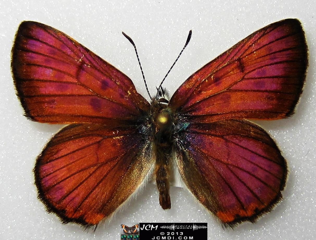 Lycaena gorgon (Gorgon Copper) images